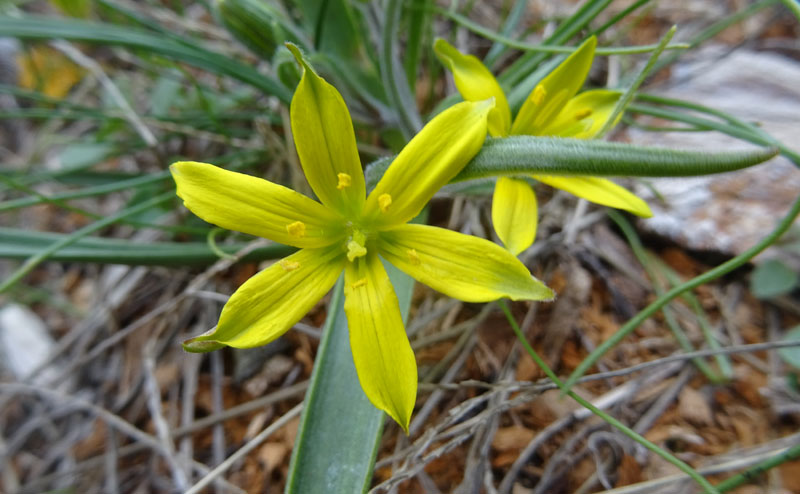 Gagea sp. - Liliaceae